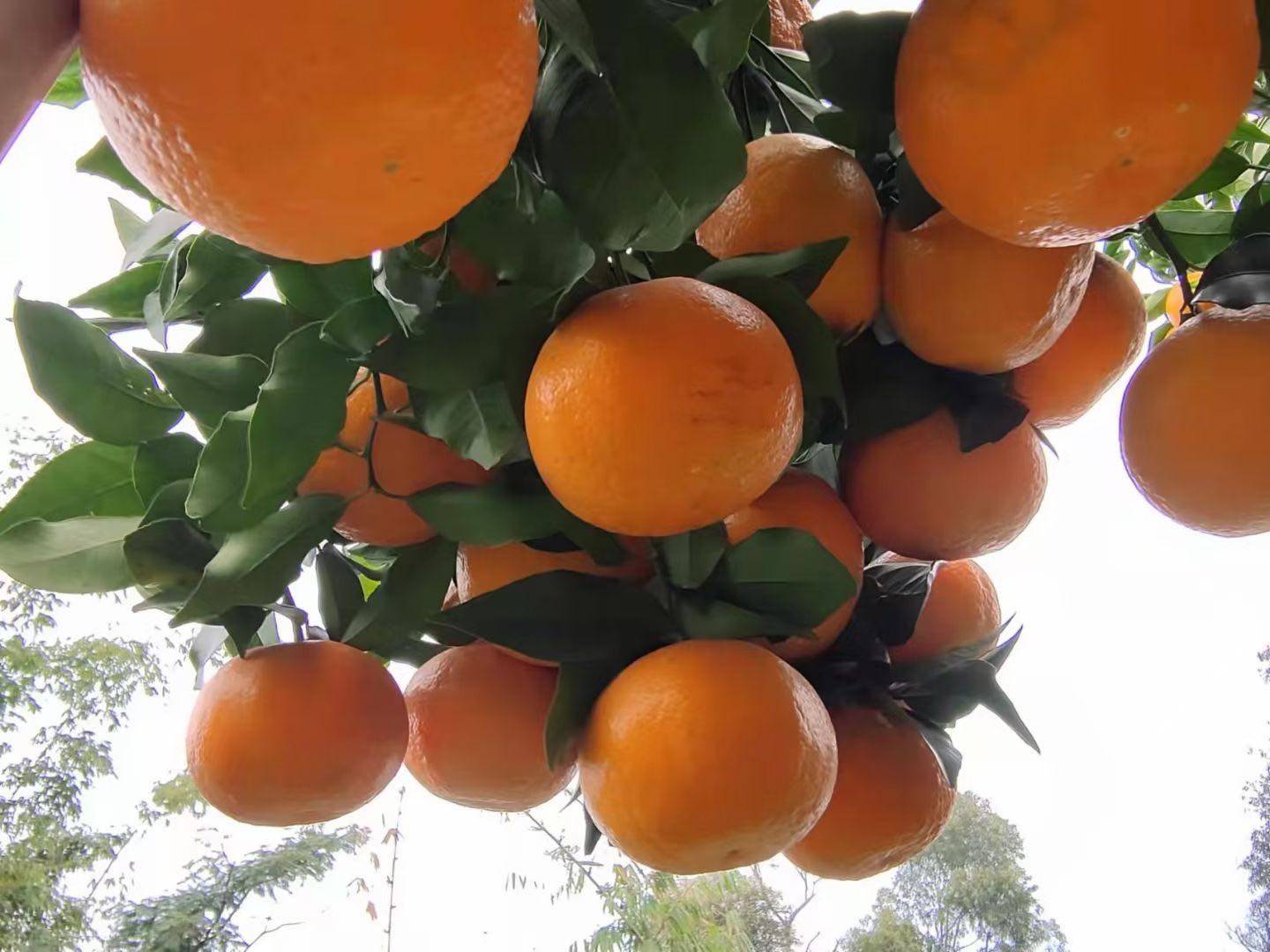 �ָ�